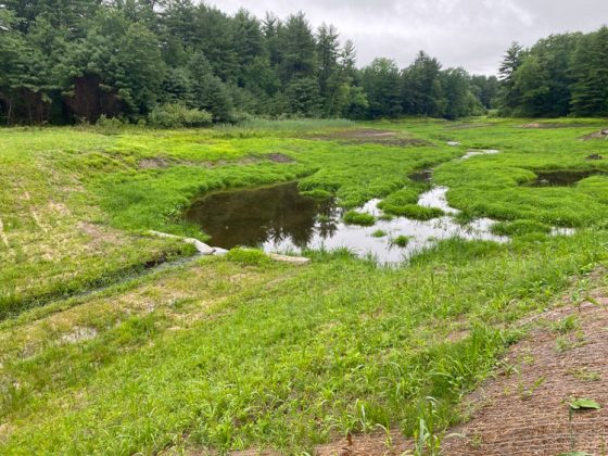 A shallow pool of water surrounded by green vegetation.