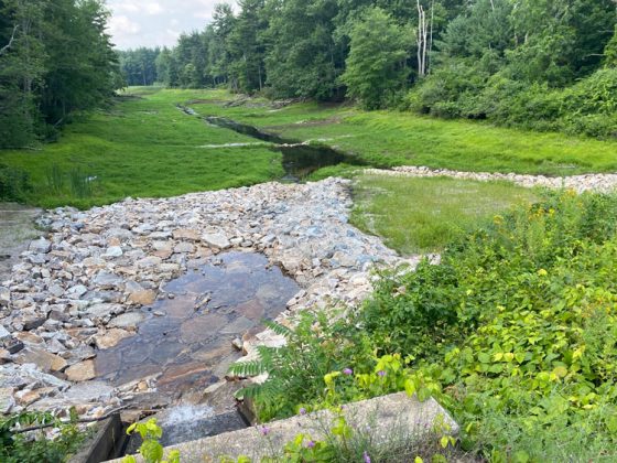 A natural spring runs over light-colored rock into new vegetation.