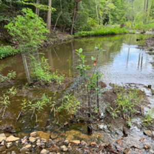 Broad Creek Park Stream Restoration