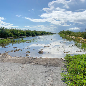 Old Tamiami Trail Removal Design