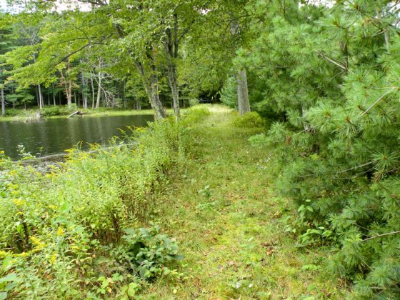 A inclined, grass-covered, bank alongside a pool of water.