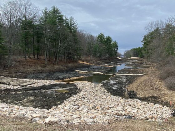 Drained stream with white rocks lined by trees.