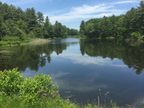 Blue lake surrounded by flourishing dark green trees.