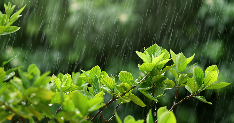 A tree branch with rain falling.